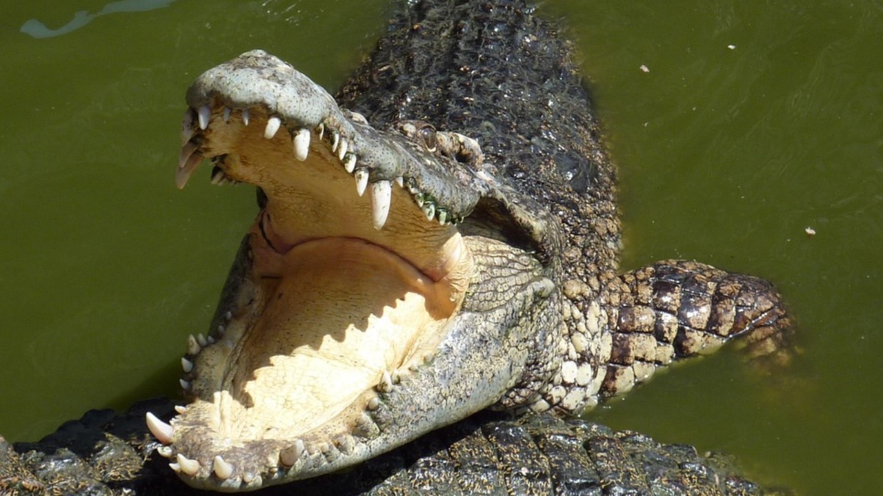 Crocodilo