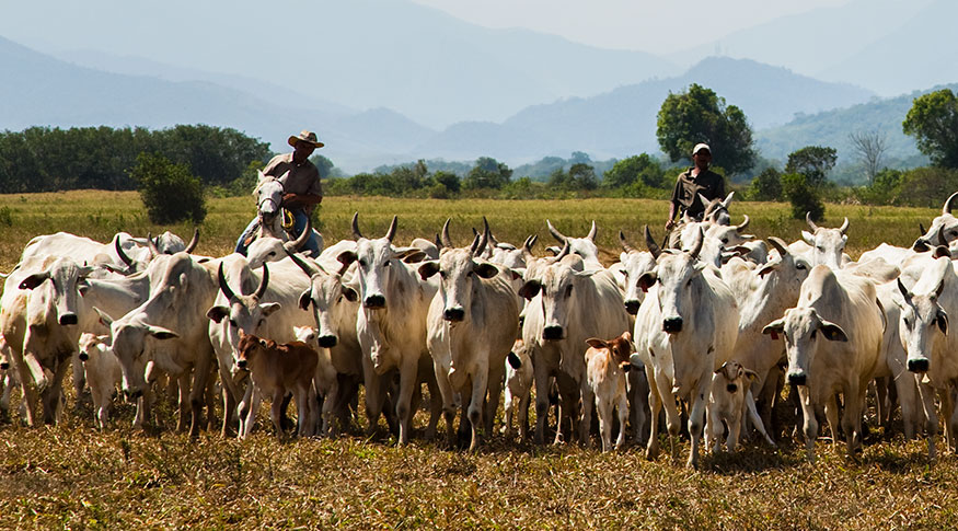 Rebanho Bovino
