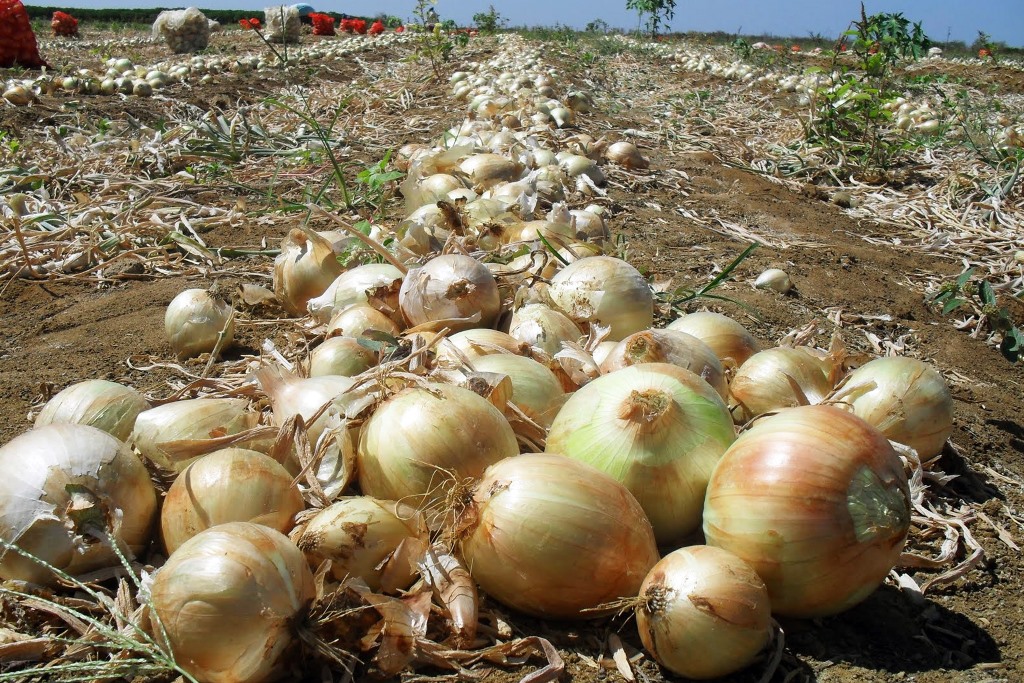 Colheita da cebola