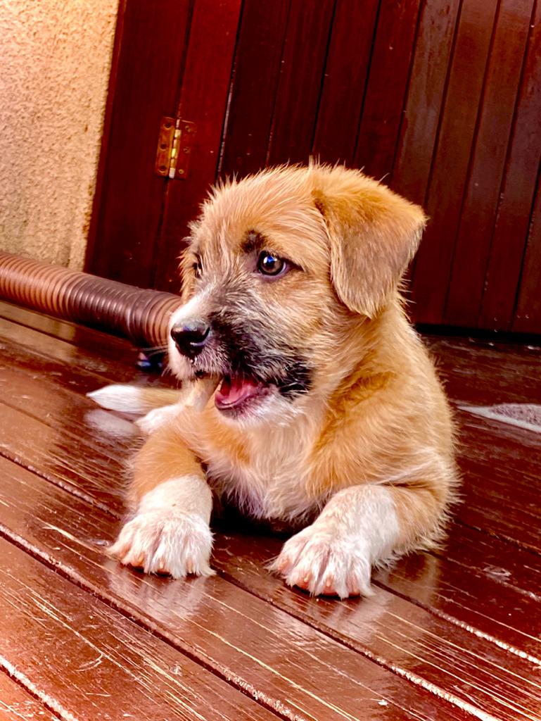 filhote de cão