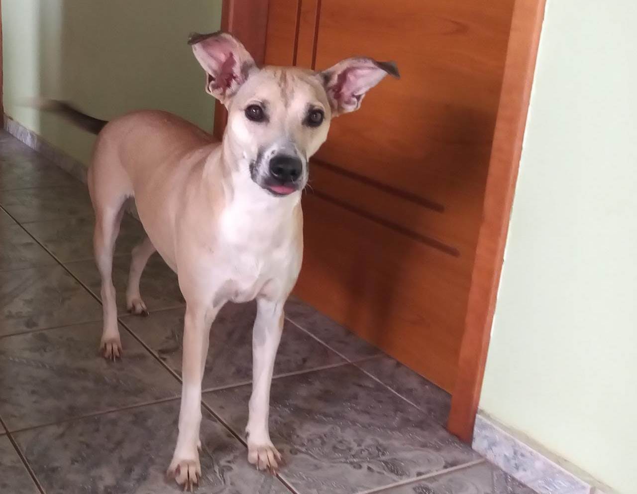 Cachorrinha