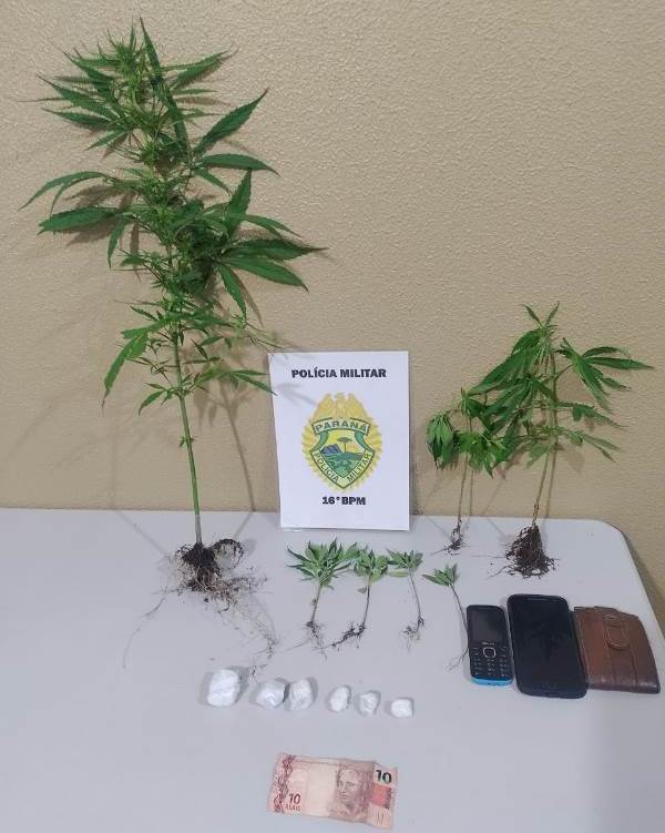 Plantas de Maconha, celulares e buchas