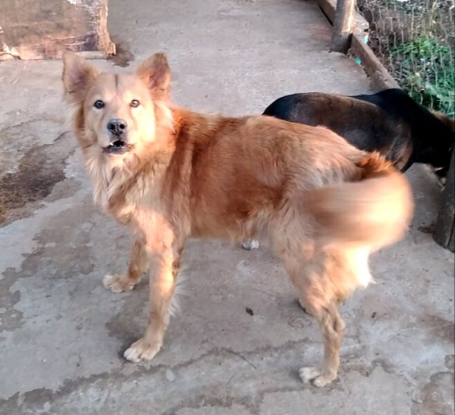 Cachorro
