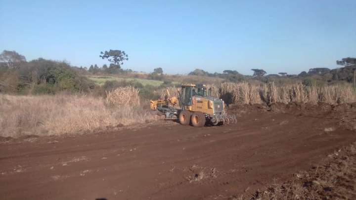 Grupo questiona destruição das árvores que plantou
