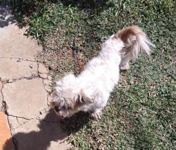 Cachorrinho Bóris