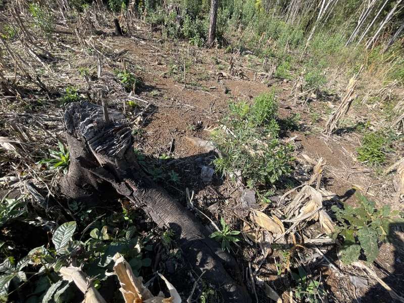 Área de vegetação nativa desmatada, com troncos cortados, galhos espalhados e solo exposto, em uma propriedade rural do assentamento Silvérios, em Pinhão.
