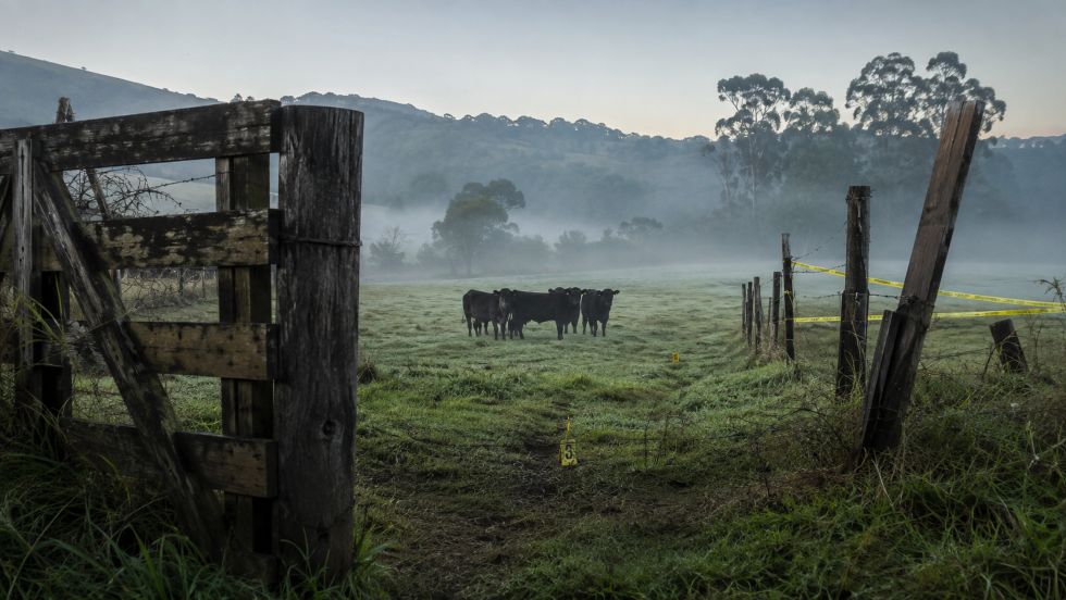 Rebanho de bovinos da raça Angus em uma propriedade rural cercada por fita de isolamento e marcadores de evidências, em imagem ilustrativa criada por inteligência artificial.
